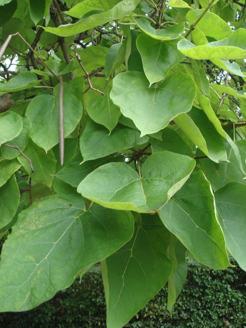 Catalpa bignonioides feuille